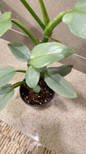 Load image into Gallery viewer, Philodendron Silver Sword (A)