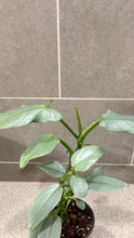 Load image into Gallery viewer, Philodendron Silver Sword (A)
