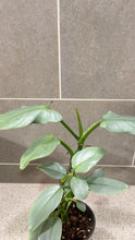 Load image into Gallery viewer, Philodendron Silver Sword (A)