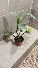 Load image into Gallery viewer, Philodendron Silver Sword (B)