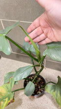 Load image into Gallery viewer, Philodendron Silver Sword (B)