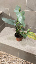 Load image into Gallery viewer, Philodendron Silver Sword (B)