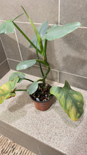 Load image into Gallery viewer, Philodendron Silver Sword (B)