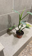 Load image into Gallery viewer, Philodendron Silver Sword (B)