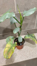 Load image into Gallery viewer, Philodendron Silver Sword (B)