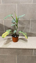 Load image into Gallery viewer, Philodendron Silver Sword (B)
