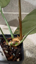 Load image into Gallery viewer, Philodendron gloriosum (A)