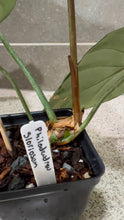 Load image into Gallery viewer, Philodendron gloriosum (A)