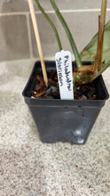 Load image into Gallery viewer, Philodendron gloriosum (A)