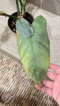Load image into Gallery viewer, Philodendron Silver Sword (M)