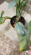 Load image into Gallery viewer, Philodendron Silver Sword (M)