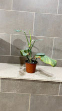 Load image into Gallery viewer, Philodendron Silver Sword (M)