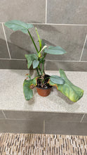 Load image into Gallery viewer, Philodendron Silver Sword (M)
