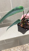 Load image into Gallery viewer, Syngonium podophyllum Lance Leaf (A)