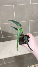 Load image into Gallery viewer, Syngonium podophyllum Lance Leaf (A)
