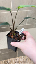 Load image into Gallery viewer, Syngonium podophyllum Lance Leaf (A)