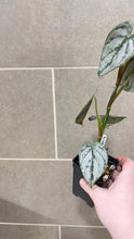 Load image into Gallery viewer, Philodendron brandtianum (E)