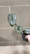 Load image into Gallery viewer, Philodendron brandtianum (E)