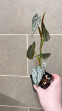 Load image into Gallery viewer, Philodendron brandtianum (E)