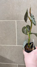 Load image into Gallery viewer, Philodendron brandtianum (E)