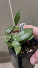 Load image into Gallery viewer, Hoya lacunosa 'Snow Caps' (B)