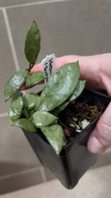 Load image into Gallery viewer, Hoya lacunosa 'Snow Caps' (B)