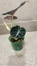 Load image into Gallery viewer, Alocasia Black Velvet