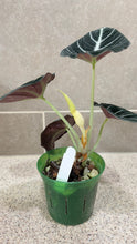 Load image into Gallery viewer, Alocasia Black Velvet