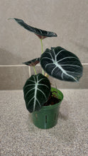 Load image into Gallery viewer, Alocasia Black Velvet