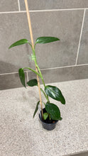 Load image into Gallery viewer, Monstera standleyana albo variegata (1)