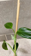 Load image into Gallery viewer, Monstera standleyana albo variegata (1)