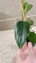 Load image into Gallery viewer, Monstera standleyana albo variegata (1)