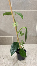 Load image into Gallery viewer, Monstera standleyana albo variegata (1)