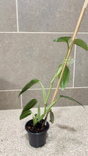 Load image into Gallery viewer, Monstera standleyana albo variegata (1)