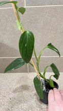 Load image into Gallery viewer, Monstera standleyana albo variegata (1)