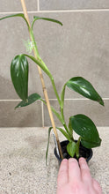 Load image into Gallery viewer, Monstera standleyana albo variegata (1)