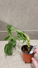 Load image into Gallery viewer, Syngonium wendlandii (5)