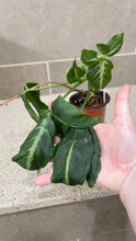 Load image into Gallery viewer, Syngonium wendlandii (5)