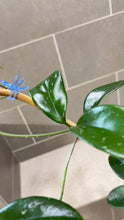 Load image into Gallery viewer, Hoya skinneriana 'Dee’s Big One' Splash (A)