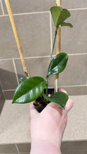Load image into Gallery viewer, Hoya skinneriana 'Dee’s Big One' Splash (A)