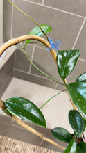 Load image into Gallery viewer, Hoya skinneriana 'Dee’s Big One' Splash (A)