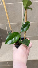 Load image into Gallery viewer, Hoya skinneriana 'Dee’s Big One' Splash (A)