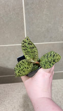 Load image into Gallery viewer, Macodes petola Lightning Jewel Orchid (D)