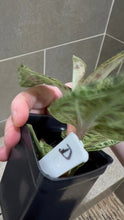 Load image into Gallery viewer, Macodes petola Lightning Jewel Orchid (D)