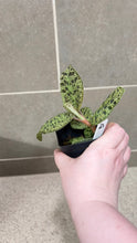 Load image into Gallery viewer, Macodes petola Lightning Jewel Orchid (D)