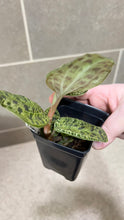 Load image into Gallery viewer, Macodes petola Lightning Jewel Orchid (D)