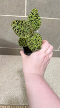 Load image into Gallery viewer, Macodes petola Lightning Jewel Orchid (D)