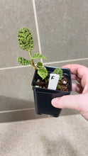 Load image into Gallery viewer, Macodes petola Lightning Jewel Orchid (F)