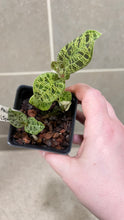 Load image into Gallery viewer, Macodes petola Lightning Jewel Orchid (F)
