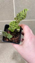 Load image into Gallery viewer, Macodes petola Lightning Jewel Orchid (F)